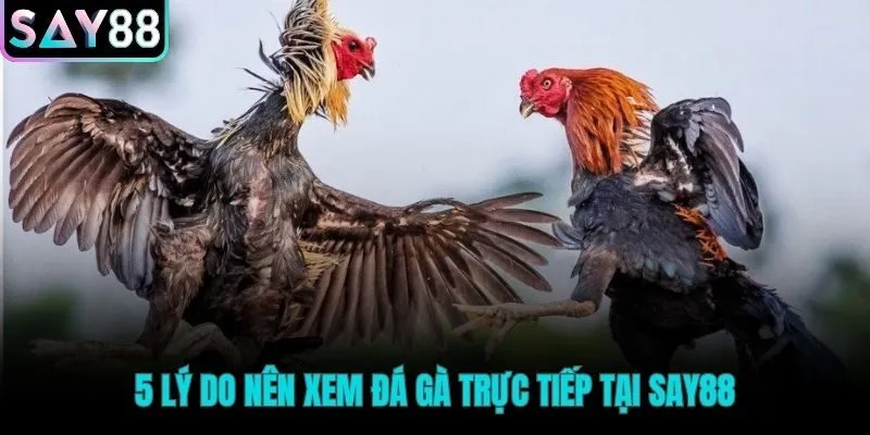 Những giá trị vượt trội chỉ có tại Say88