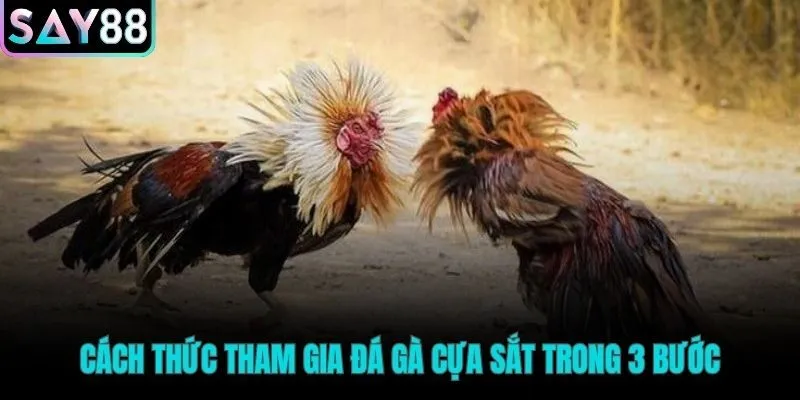 Ba bước tham gia đá gà cựa sắt đơn giản và nhanh gọn