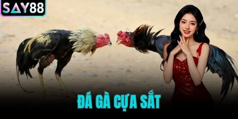 đá gà cựa sắt