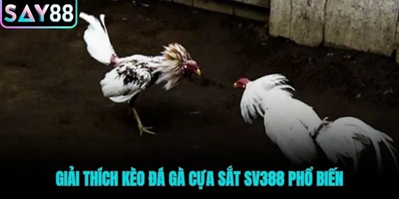 Ba loại kèo SV388 phổ biến Meron Wala và BDD