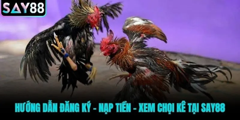 Các bước tham gia đá gà Say88 đơn giản