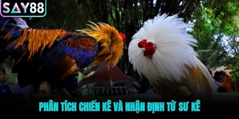 Kỹ thuật lựa chọn gà chiến hiệu quả