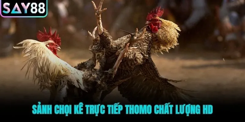 Sảnh đá gà Say88 phát sóng trực tiếp từ Thomo