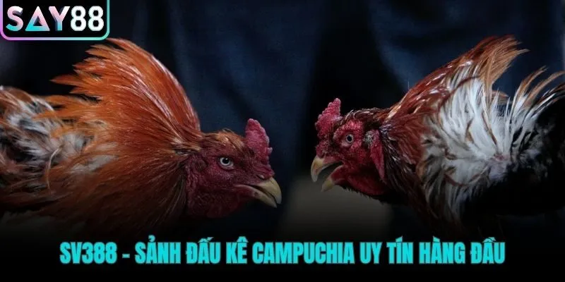 SV388 sảnh đá gà Thomo trực tuyến uy tín từ Campuchia