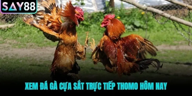Lịch thi đấu đá gà cựa sắt Thomo cập nhật trực tiếp mỗi ngày