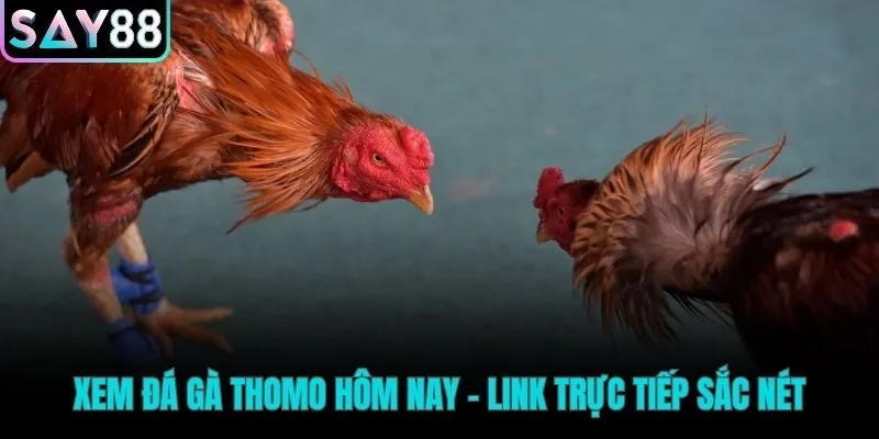 Đá gà Thomo hứa hẹn những trận đấu kịch tính nghẹt thở