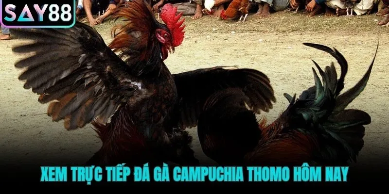 Hòa mình vào những trận đá gà Campuchia kịch tính nhất